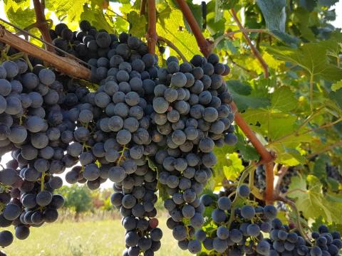 Kékfrankos szőlő – kis és nagy mennyiségben, ingyen bogyózva Kékfrankos szőlő – kis és nagy mennyiségben, ingyen bogyózva