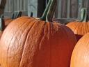 Halloween tök