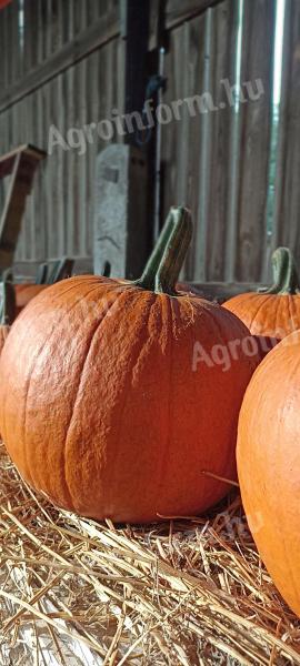 Halloween tök