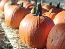 Halloween tök