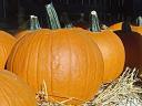 Halloween tök