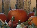 Halloween tök