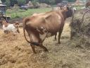 Pirike eladó – 5 éves tejhasznú tehén magyartarka és jersey felmenőkkel