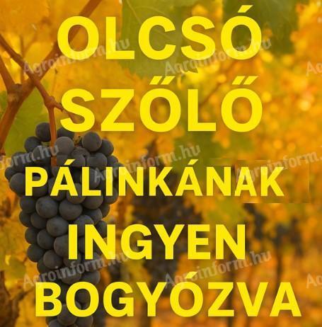 Kékfrankos és Zweigelt szőlő eladó, ingyen bogyózással