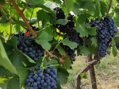 Kékfrankos borszőlő eladó Balatonfőkajáron Kékfrankos borszőlő eladó Balatonfőkajáron