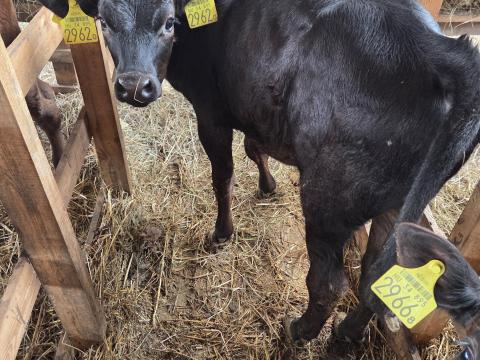 20 db Limuzin borjak eladò választottak vegyes ivarban