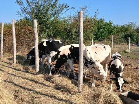 Eladó Holstein bikák Eladó Holstein bikák