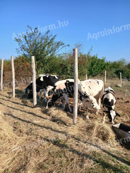 Eladó Holstein bikák