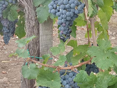 Cabernet franc szőlő eladó a Mátra lábánál Cabernet franc szőlő eladó a Mátra lábánál