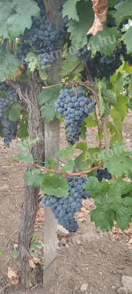 Cabernet franc szőlő eladó a Mátra lábánál