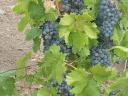 Cabernet franc szőlő eladó a Mátra lábánál