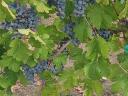 Cabernet franc szőlő eladó a Mátra lábánál
