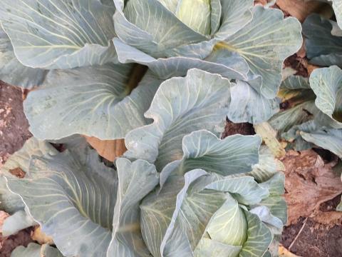 Káposzta takarmánynak(állatoknak) Káposzta takarmánynak(állatoknak)