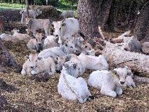 Szürkemarha eldó Szürkemarha eldó