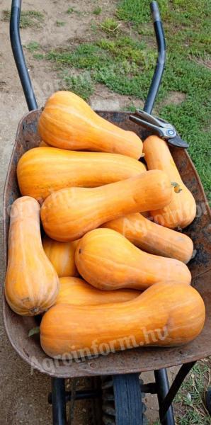 Orange sütőtök eladó Nagyhalászon, 100 Ft/kg