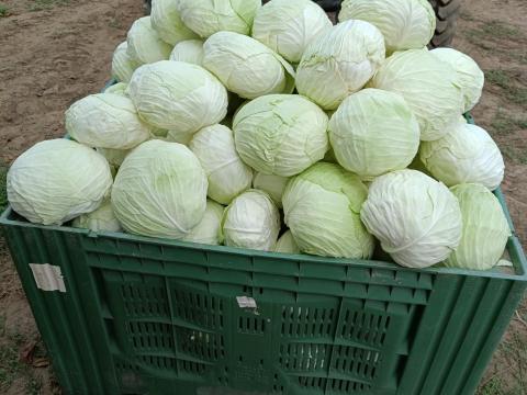 Lapos káposzta eladó Lapos káposzta eladó