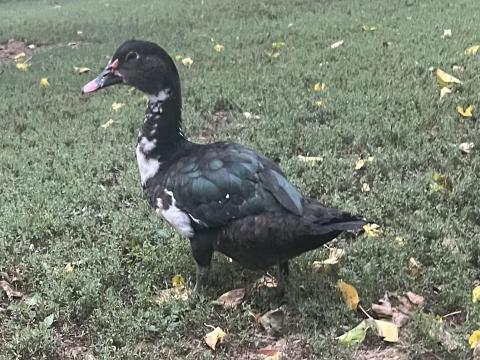 Néma kacsa Néma kacsa