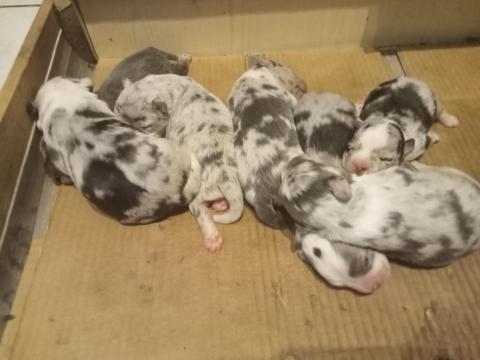 Keverék kiskutyák örökbefogadhatóak Keverék kiskutyák örökbefogadhatóak