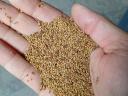 Lucerna mag eladó – arankamentes,  rostált lucerna vetőmag