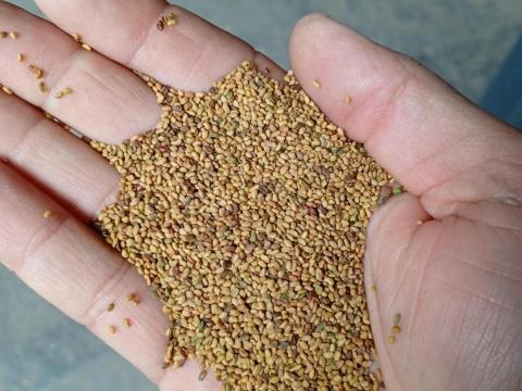 Lucerna mag eladó – arankamentes,  rostált lucerna vetőmag Lucerna mag eladó – arankamentes,  rostált lucerna vetőmag