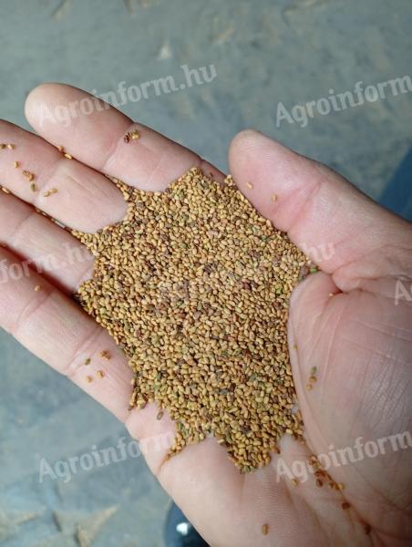Lucerna mag eladó – arankamentes,  rostált lucerna vetőmag