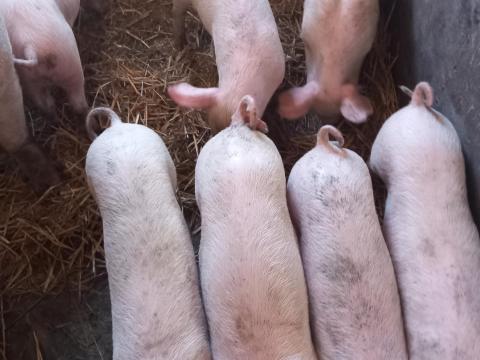 Húsvéti sonkának való választási malacok eladók Húsvéti sonkának való választási malacok eladók