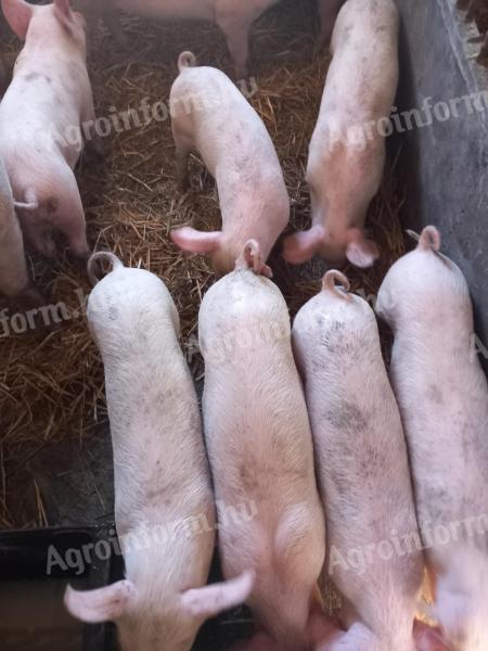 Húsvéti sonkának való választási malacok eladók