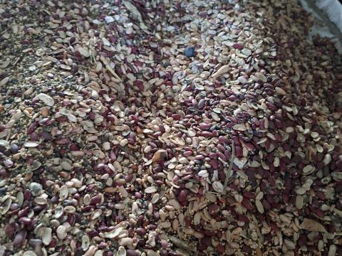 Györsövényház bio takarmánybab eladó Györsövényház bio takarmánybab eladó