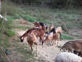 Eladó kecskék – 13 darab