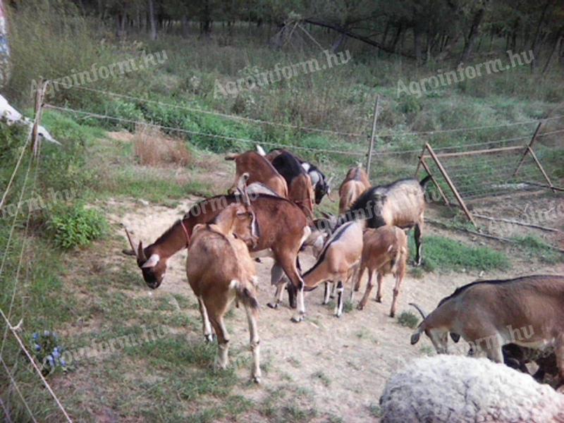 Eladó kecskék – 13 darab 