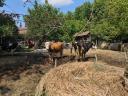 Eladó tehenek, borjak, üszők – Magyartarka, Holstein, Limousin, Angus szarvasmarhák tenyésztőknek
