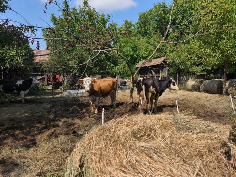 Eladó tehenek, borjak, üszők – Magyartarka, Holstein, Limousin, Angus szarvasmarhák tenyésztőknek Eladó tehenek, borjak, üszők – Magyartarka, Holstein, Limousin, Angus szarvasmarhák tenyésztőknek