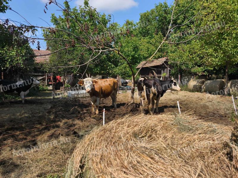 Eladó tehenek, borjak, üszők – Magyartarka, Holstein, Limousin, Angus szarvasmarhák tenyésztőknek