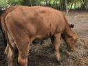 Eladó tehenek, borjak, üszők – Magyartarka, Holstein, Limousin, Angus szarvasmarhák tenyésztőknek