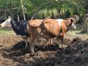 Eladó tehenek, borjak, üszők – Magyartarka, Holstein, Limousin, Angus szarvasmarhák tenyésztőknek