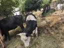 Eladó tehenek, borjak, üszők – Magyartarka, Holstein, Limousin, Angus szarvasmarhák tenyésztőknek