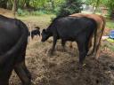 Eladó tehenek, borjak, üszők – Magyartarka, Holstein, Limousin, Angus szarvasmarhák tenyésztőknek