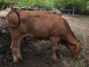 Eladó tehenek, borjak, üszők – Magyartarka, Holstein, Limousin, Angus szarvasmarhák tenyésztőknek