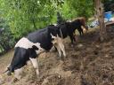 Eladó tehenek, borjak, üszők – Magyartarka, Holstein, Limousin, Angus szarvasmarhák tenyésztőknek