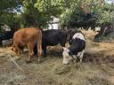 Eladó tehenek, borjak, üszők – Magyartarka, Holstein, Limousin, Angus szarvasmarhák tenyésztőknek