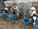 Holstein fríz bika borjú eladó
