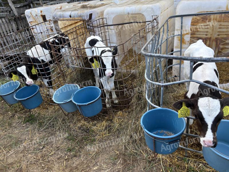 Holstein fríz bika borjú eladó