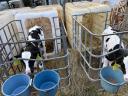 Holstein fríz bika borjú eladó