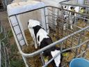 Holstein fríz bika borjú eladó