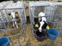 Holstein fríz bika borjú eladó