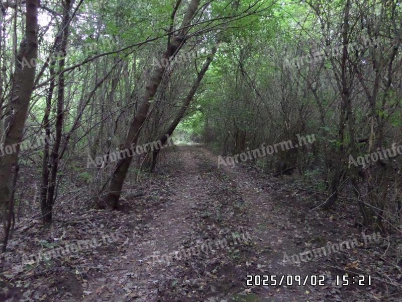 Eladó 13.5 ha erdő Sárbogárdon