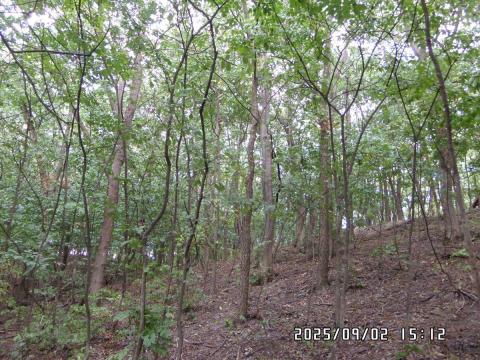 Eladó 13,5 hektár erdő Sárbogárdon