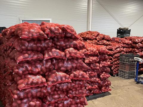 Eladó burgonya termelőtől – Esme és Bellarosa fajták,  15 kg-os zsákban Eladó burgonya termelőtől – Esme és Bellarosa fajták,  15 kg-os zsákban