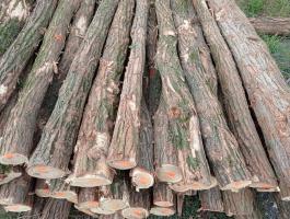 Akácfa oszlop eladó kerítéshez, karámhoz, támfalhoz