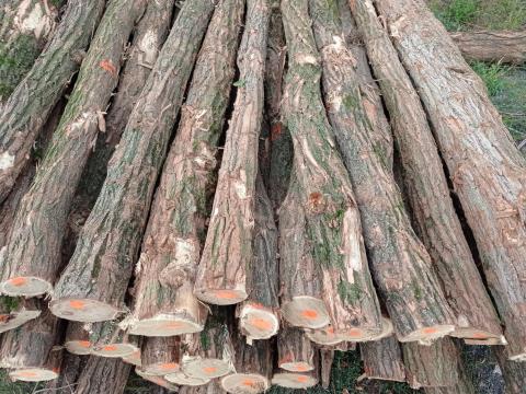 Akácfa oszlop eladó kerítéshez, karámhoz, támfalhoz Akácfa oszlop eladó kerítéshez, karámhoz, támfalhoz